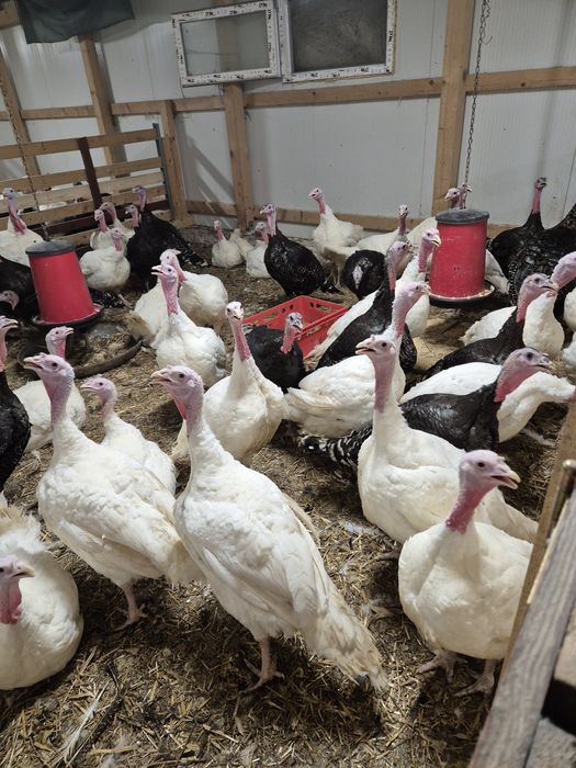 Vând curcani de carne crescuți  bio