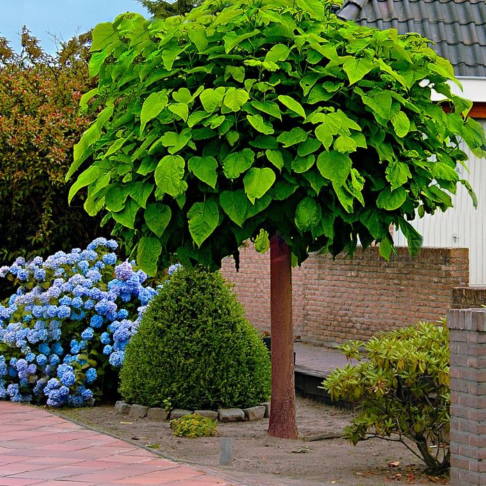 Catalpa tip glob la ghiveci