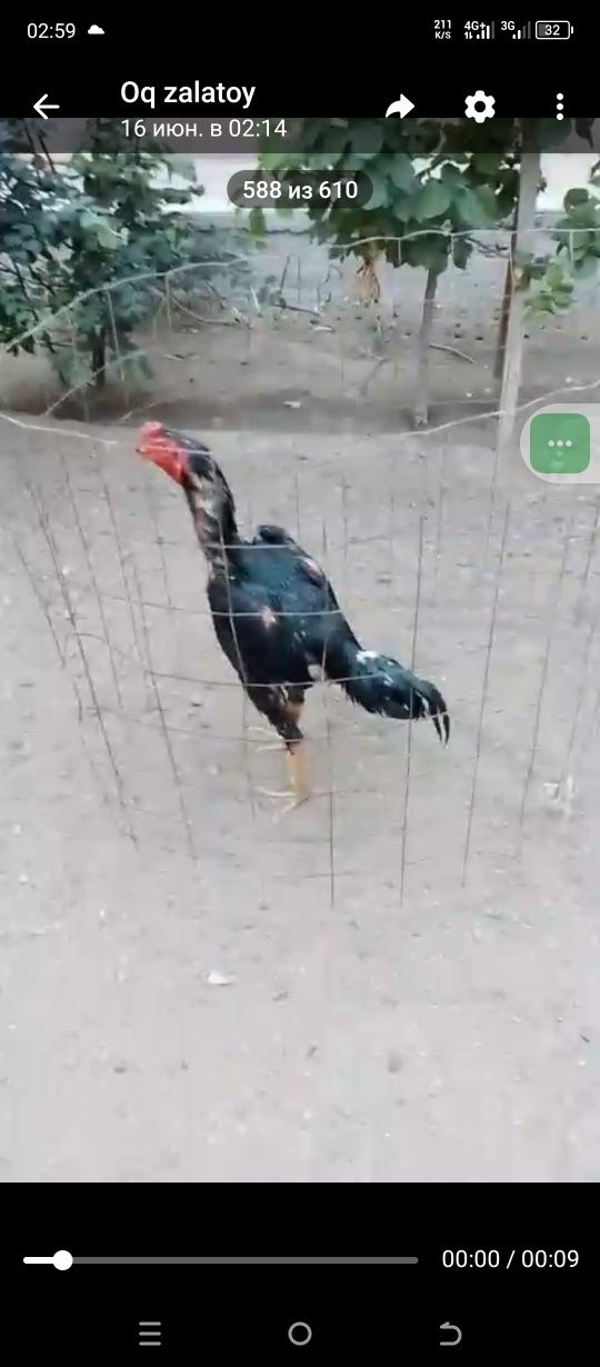 Juja sotiladi pista tumwiq yirigidan tengiga quyib ovurasila 1 ta ying