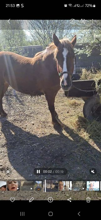 Vând iapa semi grea în vârstă de 3 ani gestanta de 6 luni