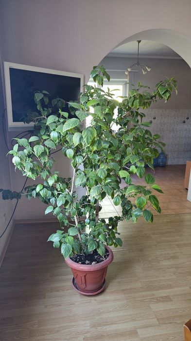 Продам Гибискус китайская роза
