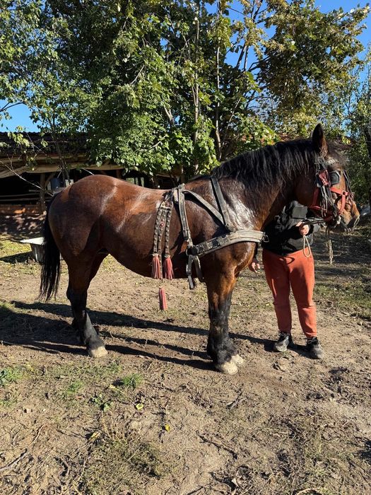 VÂND IAPA de 8 ani !