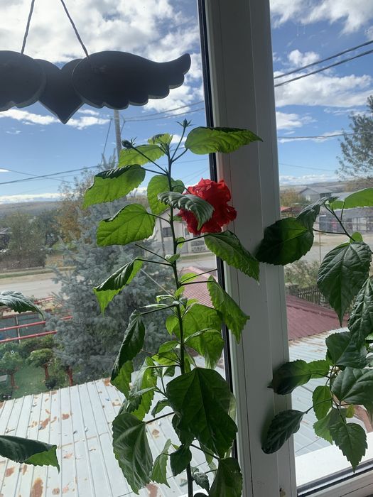 Trandafiri japonezi de un an cu flori rosii batute