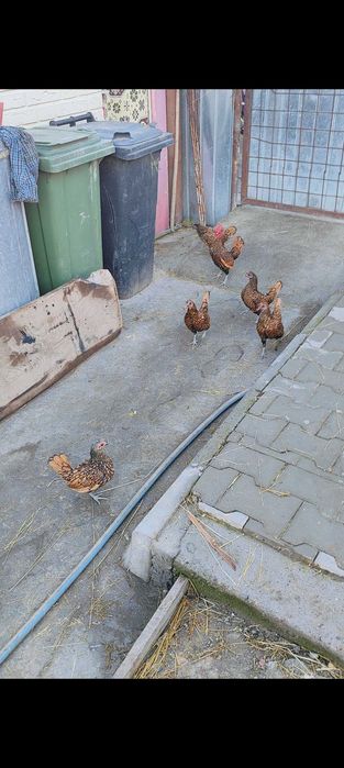 De vânzare familie de sebright