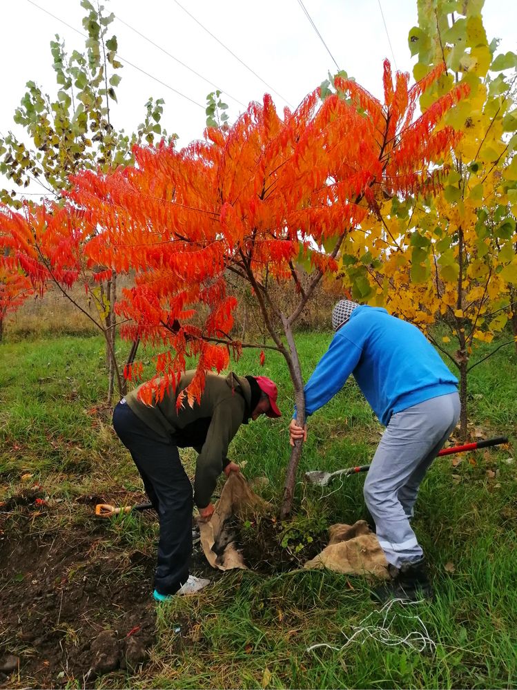 Copaci  Foiose Conifere plante ornamentale