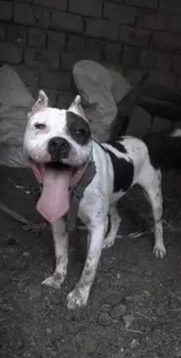 Питбуль ит сатылады.