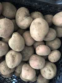 Семенная картошка.семена картофель алладин ,латона,гала