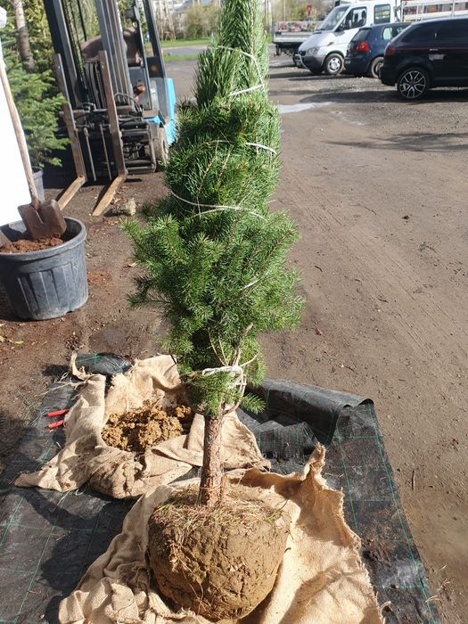 Pinii,mesteacan decorativ, leylandi, lemn cainesc, artar verde