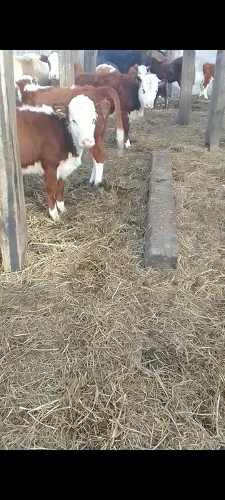 Продам телочек этого года
