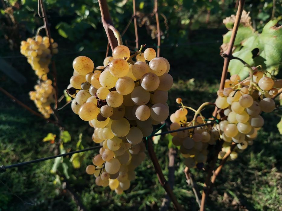 Must vin feteasca muscat viorica moldova