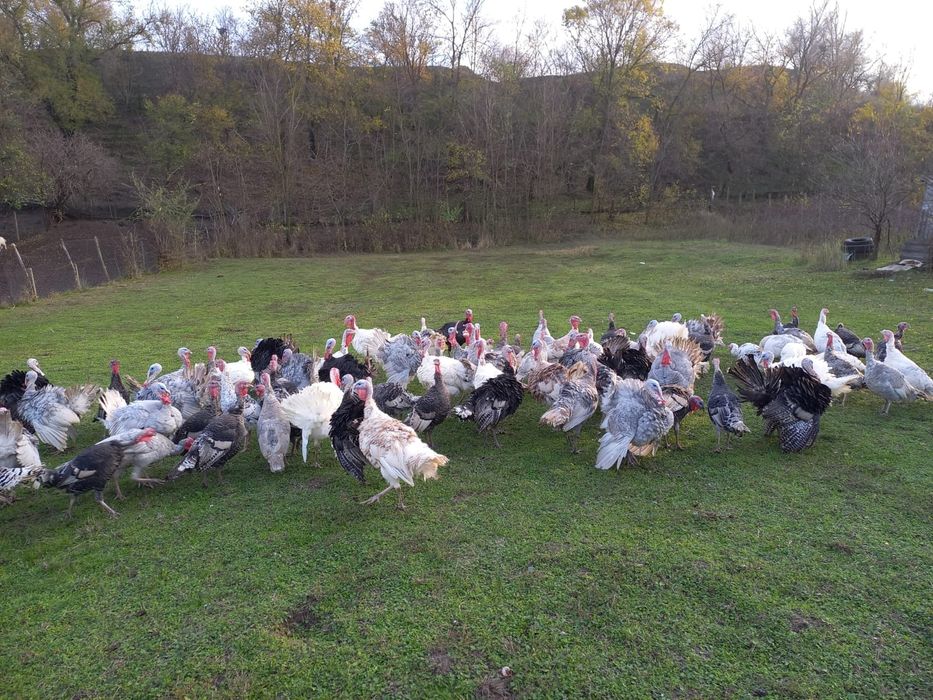 Vând curcani și curci de tara
