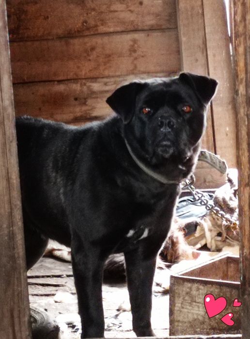 Собака-Берта-новый дом