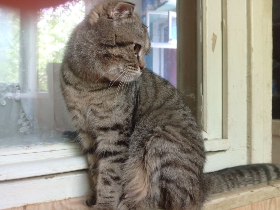 Продается кошка девочка 1 год пародистая британский веслаух