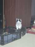 Отдам котят в хорошие, добрые руки