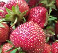 Клубника доставка свежие ягоды Ирга малина вишня ежевика смородина шие