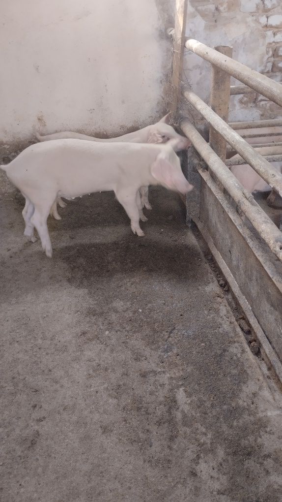 Продавам 12 бр.Прасета българска  бяла.Мъжките са скопени.