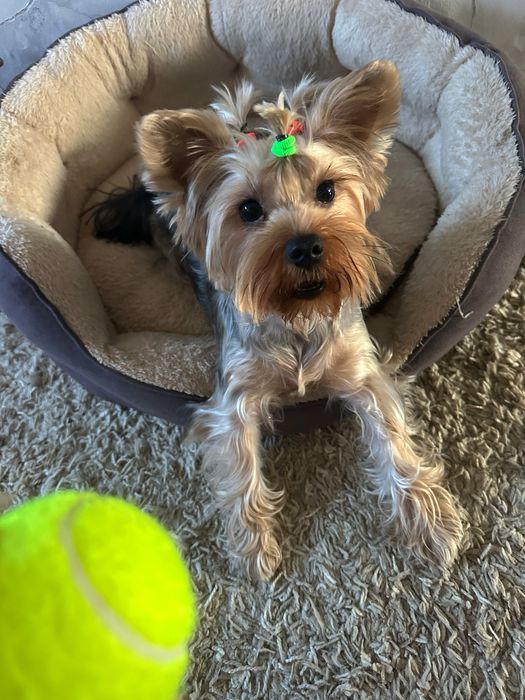 Девочка йорк 1 год