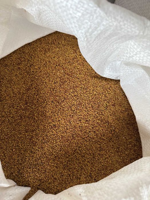 семе ЛЮЦЕРНА- сорт-САТО