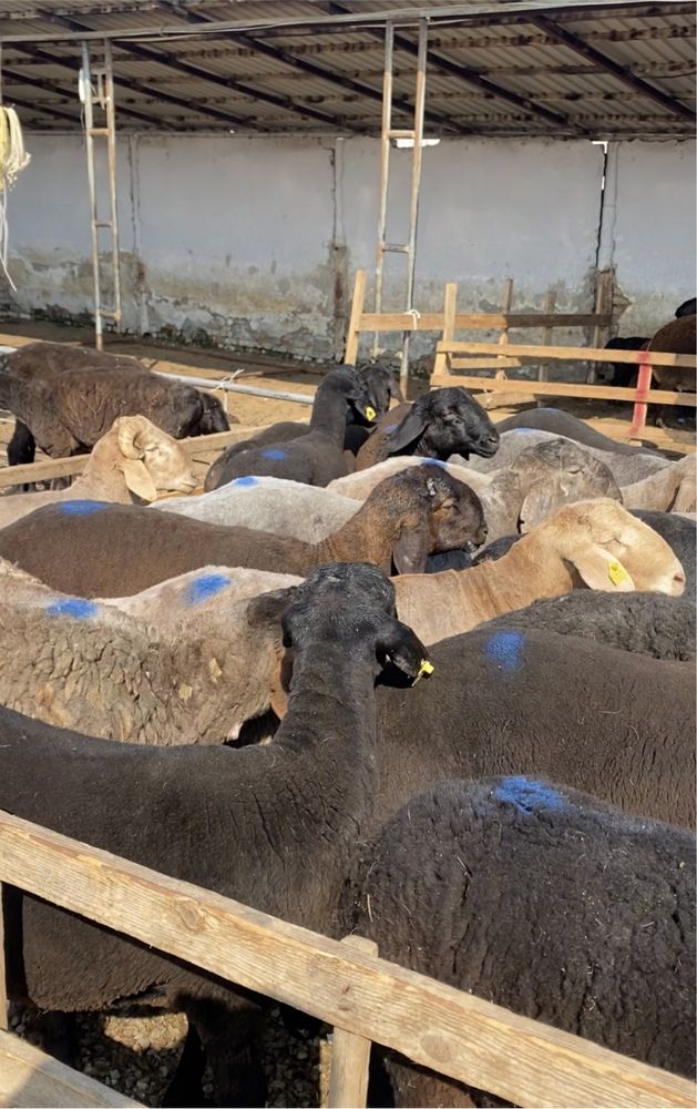 qoyla 30 kg dan yuqori qoylarimiz bor kelishtirib beramiza