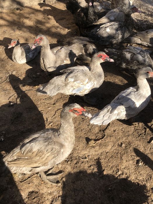 Мускусные утки самцы