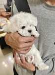 Bichon maltez mini