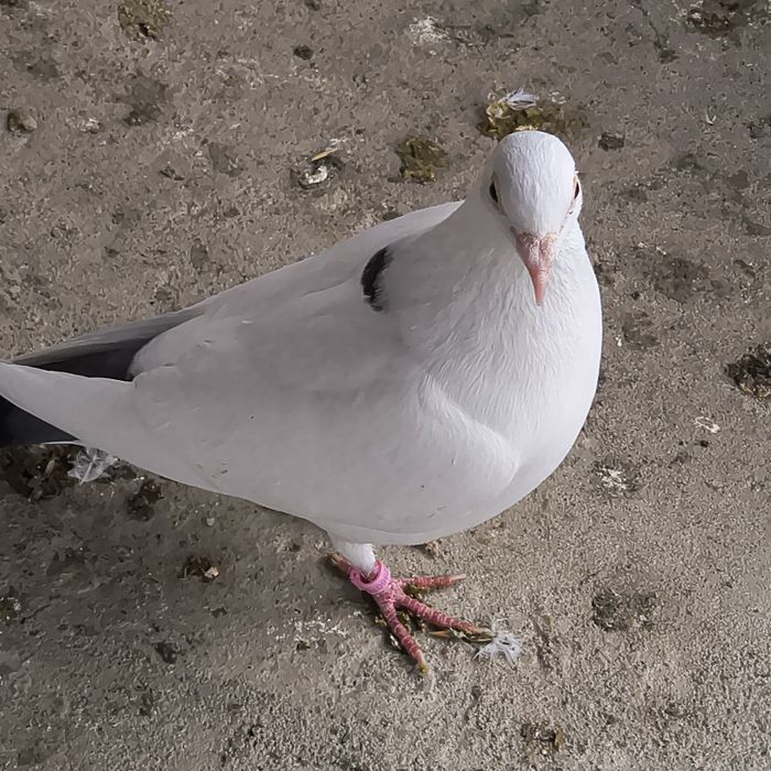 Femela voiajor ornament