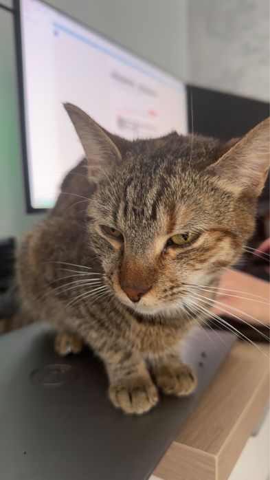 Pisică cuminte de 2 ani caută o casă iubitoare