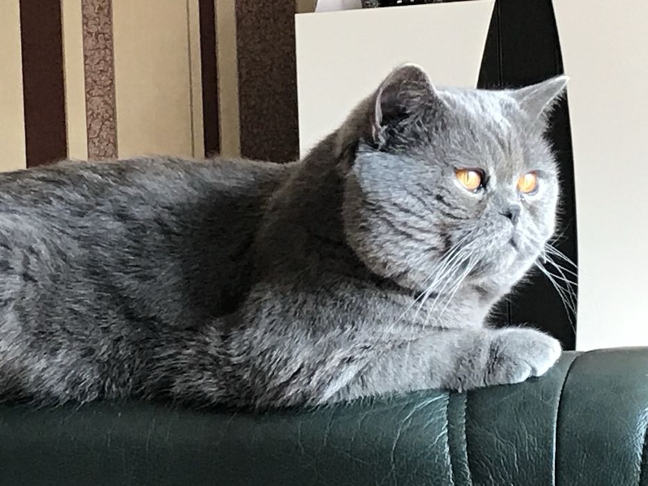 Британска синя късокосместа котка