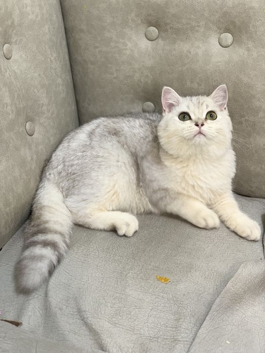 Strayt Serebristiy shinshila