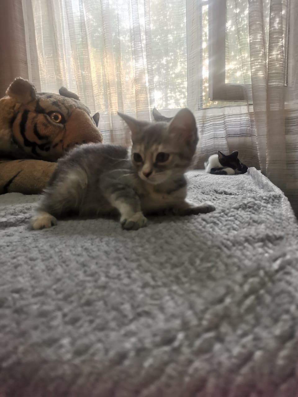 Котята бесплатно