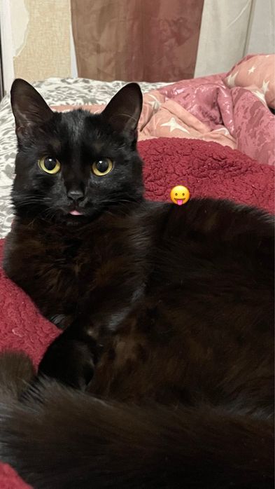 Кошка 1 год 8 месяцев