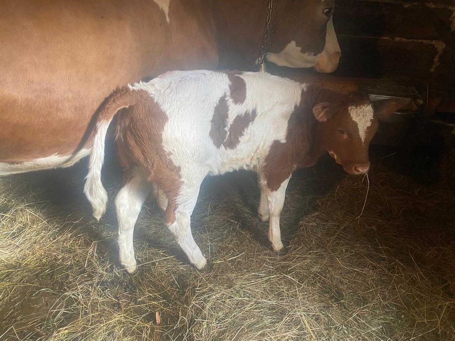 Vand vitica de 5 saptamani