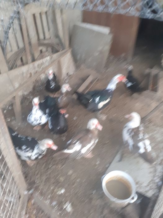 Продаётся птицы утки