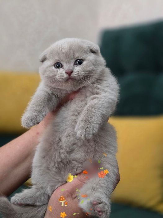 Продаются фолды и страйт