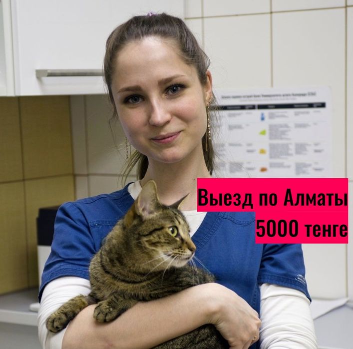 Ветеринарный врач Ветеринар вызов на дом УЗИ выезд вызов усыпление