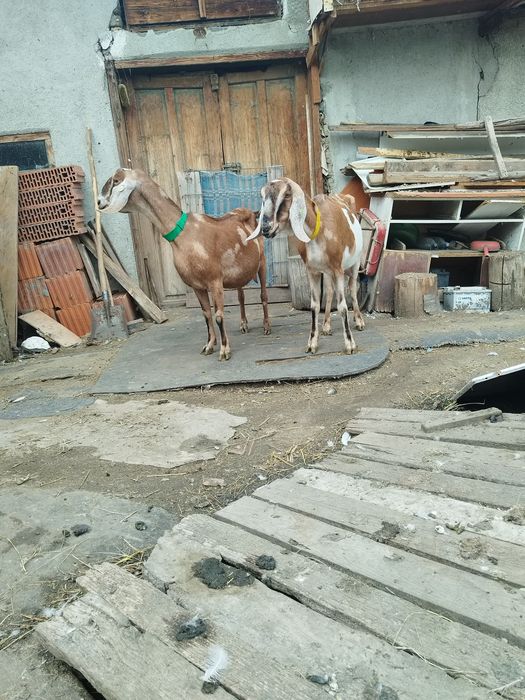 2 capre anglo nubian
