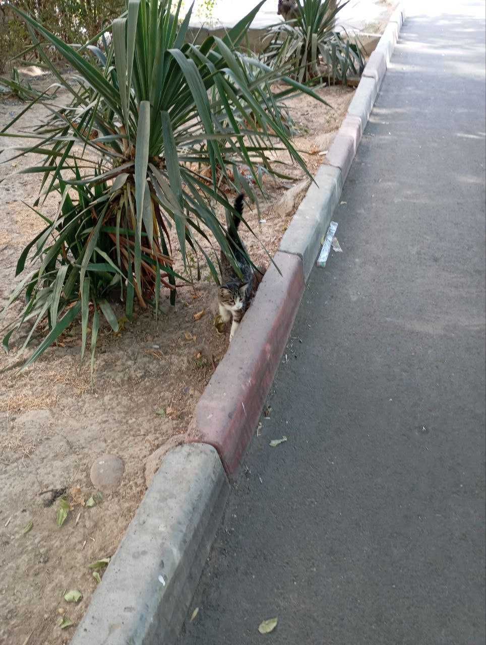 Отдам котенка в добрые руки