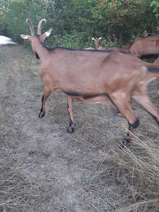 Vand o capra si o iada de rasa