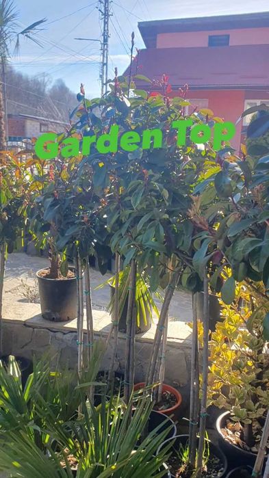 Gazon tip rulou, plante ornamentale, tuia, catalpa