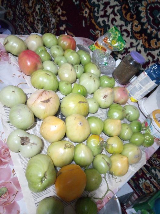 Зелёные помидоры
