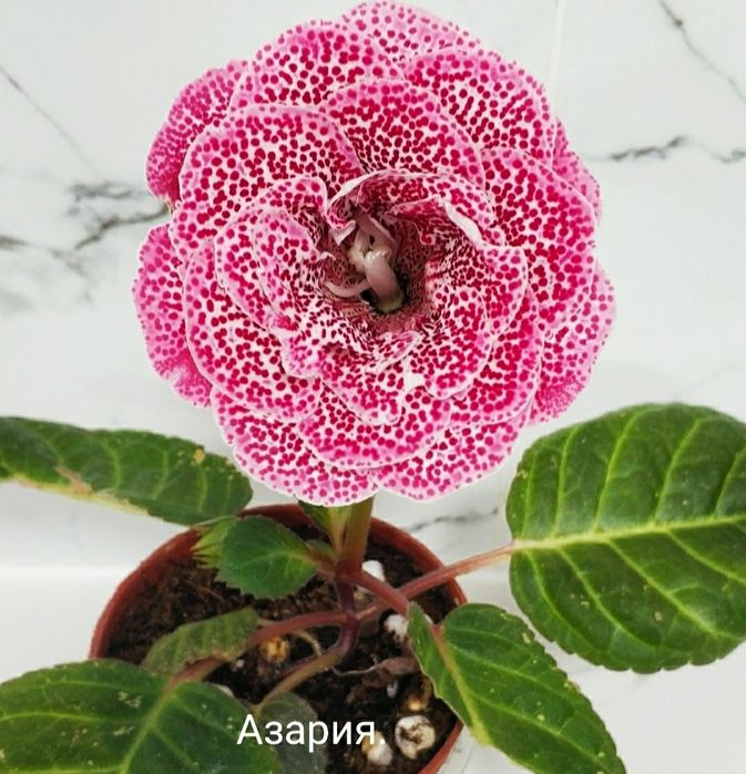 Укоренённые листочки глоксиний