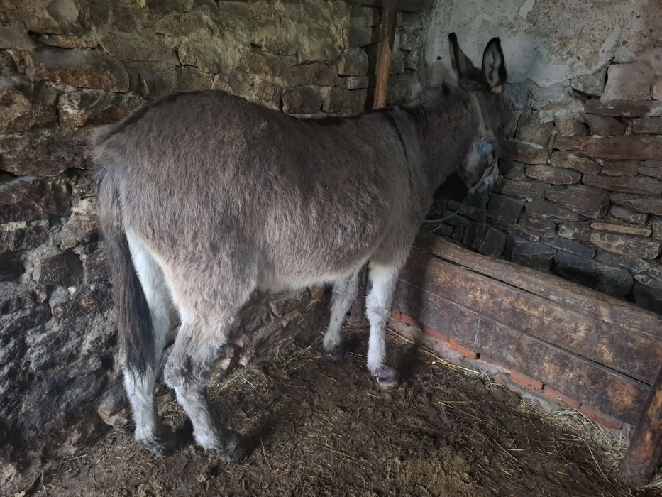 Продава се магарица 5 годишна