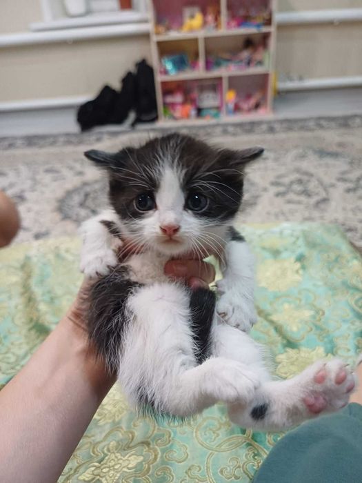 Ищем любящие семьи котятам