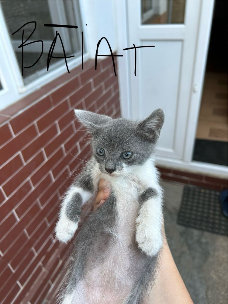 Puiuti de adoptat