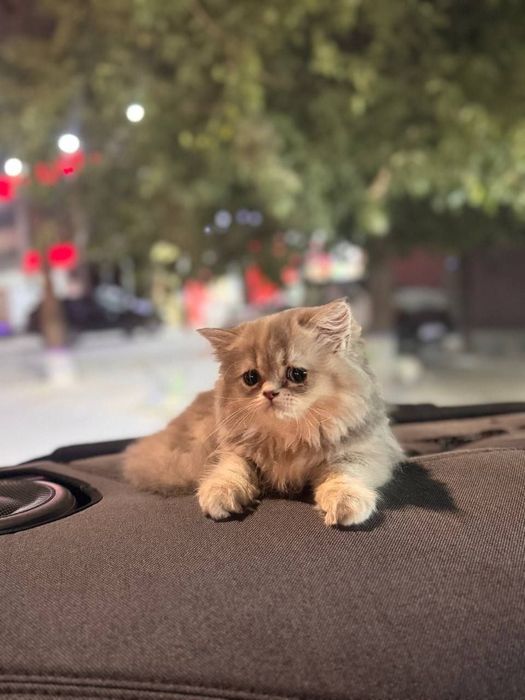 Кошка персидской породы