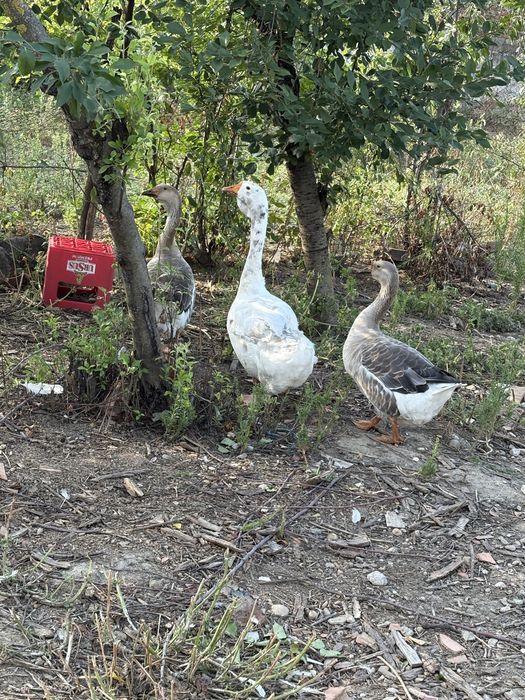 Vand gaste americane