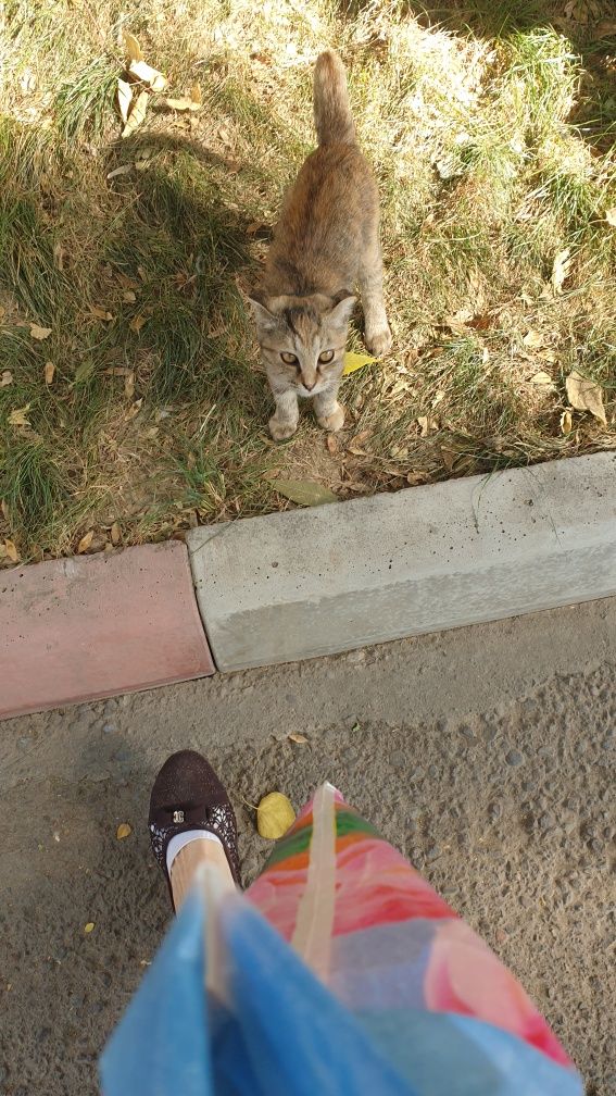 Котенок вислоухий