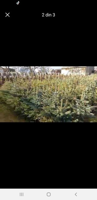 Puieți tratați. PIN MOLID BRAD