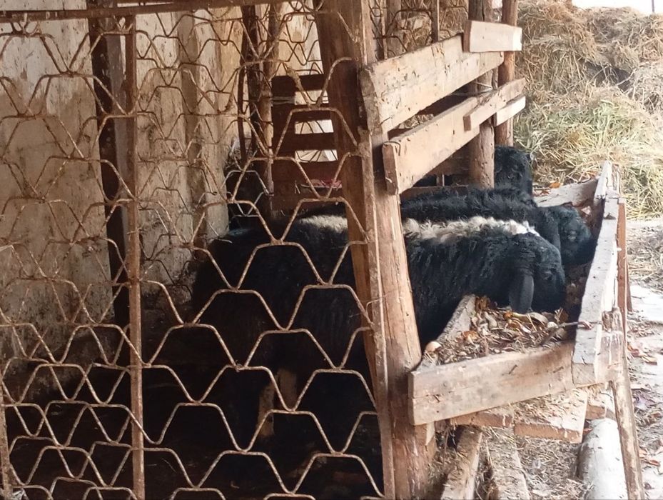 Qochqorla sotiladi Yunsobod