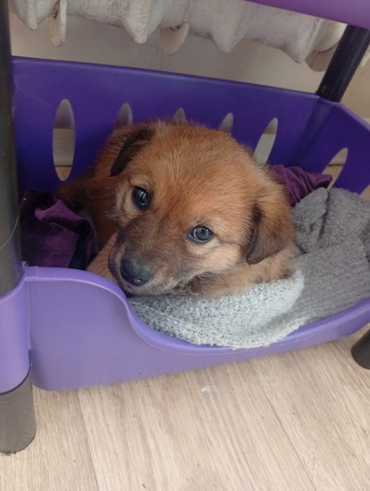 Бесплатно Щенок Девочка. Сергели